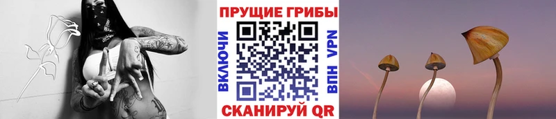 МЕГА как зайти  Тутаев  Галлюциногенные грибы Psilocybine cubensis  как найти  